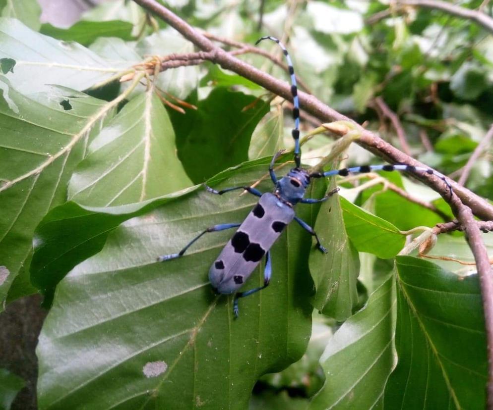 Tego pięknego i niezwykle rzadkiego owada spotkali do leśnicy w Bieszczadach