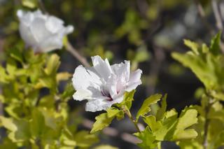 Ketmia syryjska 'Speciosus'