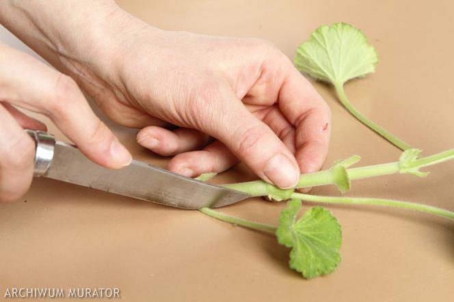 Sadzonkowanie pelargonii