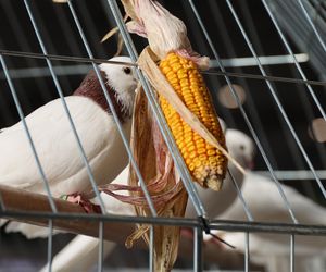 ZooPark ponownie przyciągnął do Targów Lublin tłumy miłośników zwierząt