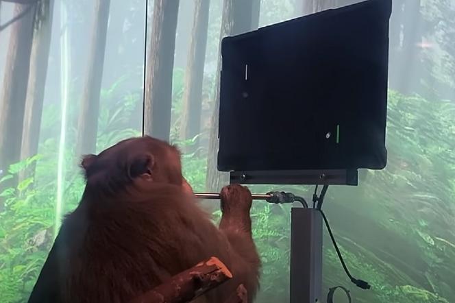 Elon Musk zaprezentował małpę, która telepatycznie gra w ping ponga! To przełom dla Neuralink