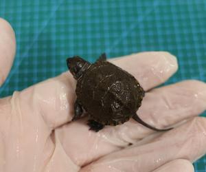 Szczęśliwy los żółwia z piwnicy 