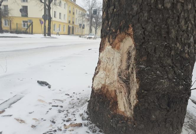 gorzów policja matejki 3