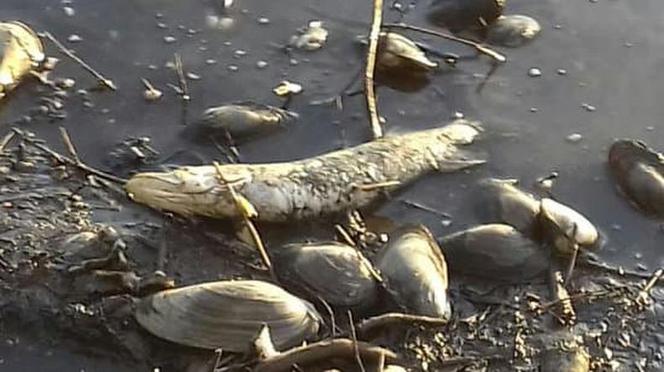 Martwe ryby w spuszczonym zbiorniku w Świdnicy