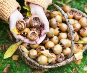 Wygląda niesmacznie, a rozpływa się w ustach. Nieszpułka zwyczajna to bogactwo witamin