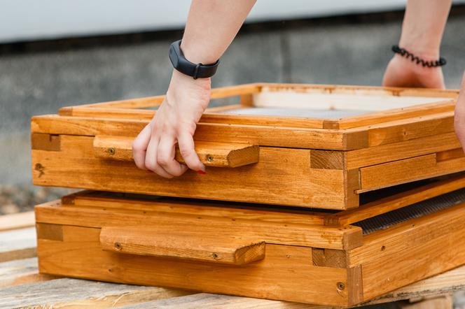 UŚ ma własną pasiekę! Pszczoły zamieszkają na dachu wydziału Prawa i Administracji [GALERIA]