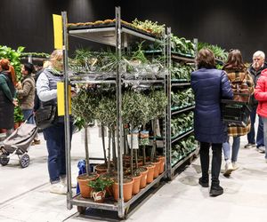 Festiwal Roślin Katowice 2025. Ceny już od 5 zł. Zobacz, jakie perełki można upolować w MCK!