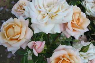Róża 'Salamanca™' - Rosa 'Salamanca™'