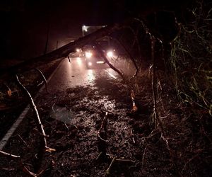 Drzewo runęło na jadący samochód! O krok od tragedii na DK 10 pod Bydgoszczą