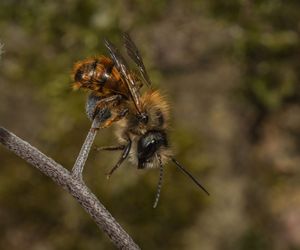 Murarka ogrodowa - dzika pszczoła. Hodowla murarki w ogrodzie, jak zrobić domek dla murarek