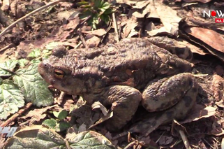 Na ratunek Bufo bufo [WIDEO NOWA TV 24 GODZINY]