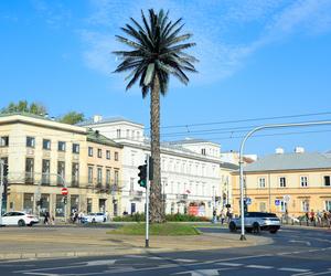 Palma przy rondzie de Gaulle’a w Warszawie 