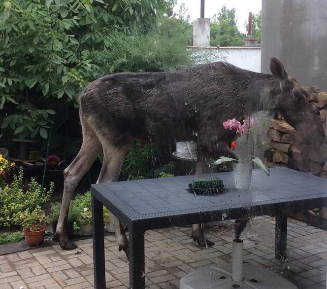 Bydgoszczanka spotkała w ogrodzie... łosia. Zwierzę spacerowało przed jej domem [ZDJĘCIA]