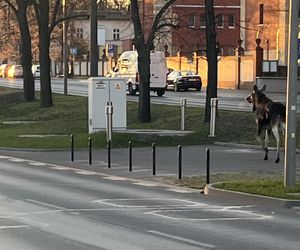 Łosie spacerowały po centrum Bydgoszczy! Mieszkańcy w szoku [ZDJĘCIA]