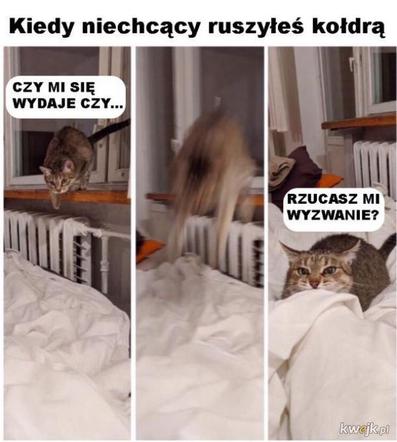 Dzień Kota 2020