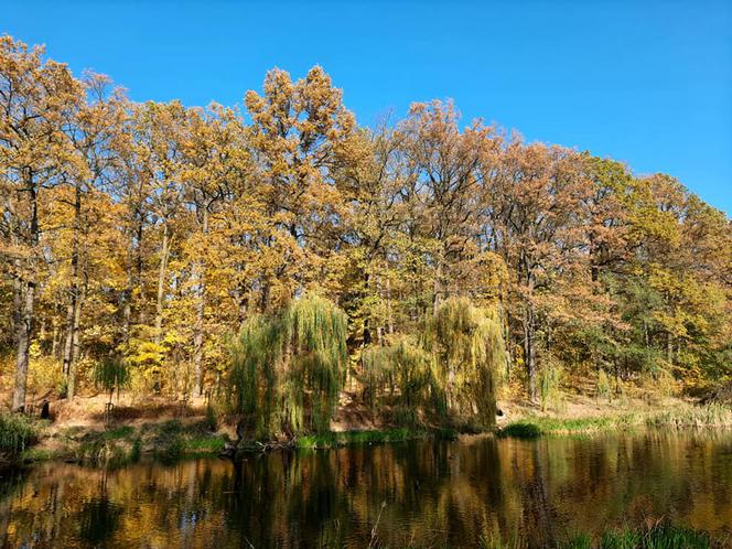 Park Miejski w Toruniu