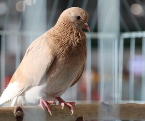 ZooPark ponownie przyciągnął do Targów Lublin tłumy miłośników zwierząt