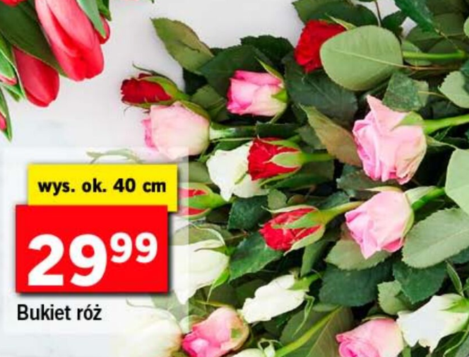 Kwiaty za grosze w Lidlu