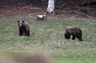 Niedźwiedzie w Kuźnicach w Zakopanem