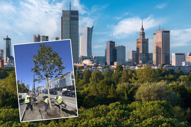 Zazielenianie stolicy. Posadzą 2137 nowych drzew i krzaków! „Nowoczesna Warszawa to miasto zielone”