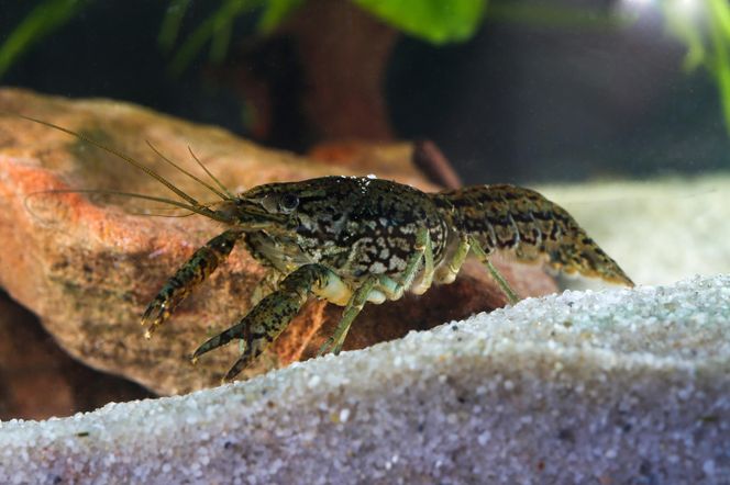 Inwazja obcych w Warszawie! Jest ich aż 100 tysięcy. Urzędnicy wynajęli łowców do walki z nimi