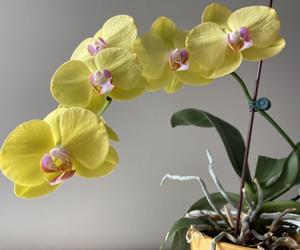 Storczyk Phalaenopsis