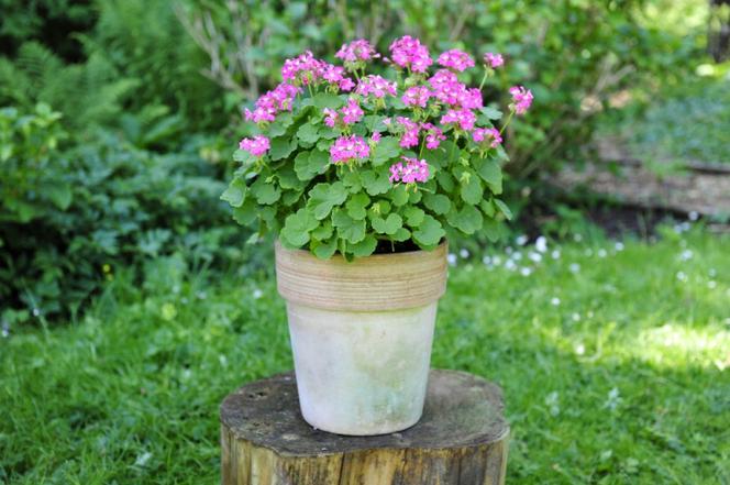 Geranium a kot