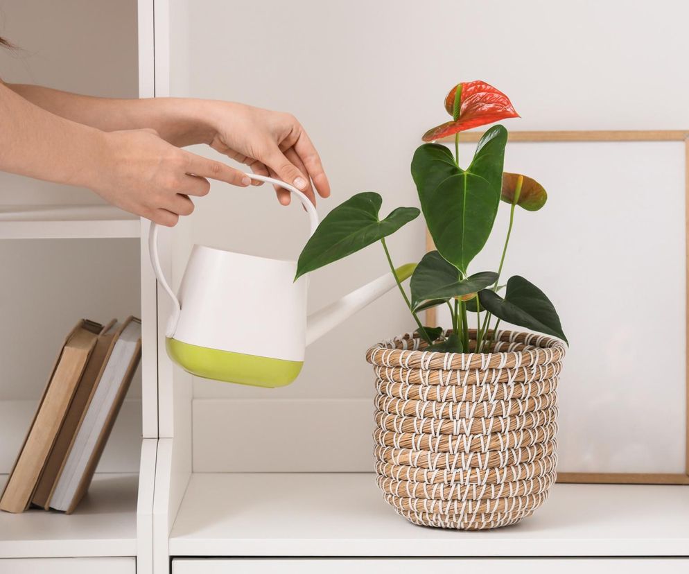 Odżywka do anturium