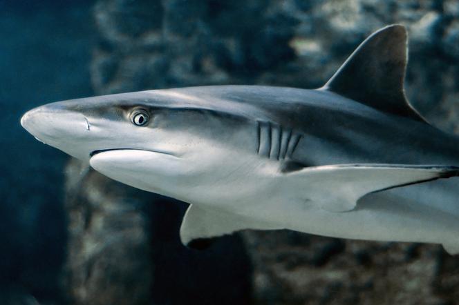 Rekiny pływające w Morzu Karaibskim uzależnione od kokainy? Naukowcy mówią o dziwnym zachowaniu 