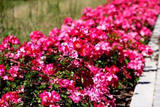 Starachowice. To najbardziej ukwiecone miasto świętokrzyskiego