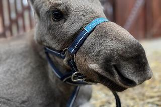  Łoś Iga złamała nogę musi przejść operację
