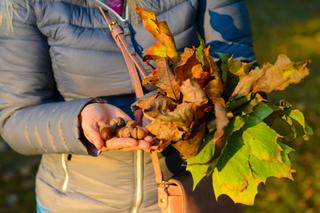 Stołeczny ogród zoologiczny potrzebuje waszej pomocy! Rozpoczęło się zbieranie żołędzi i orzechów laskowych