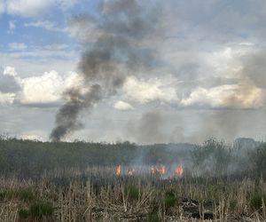 Wołomin: Płonie Natura 2000. Dym widać z wielu kilometrów