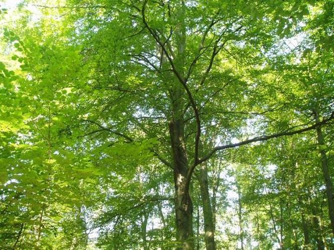 Nadleśnictwo Sieraków 