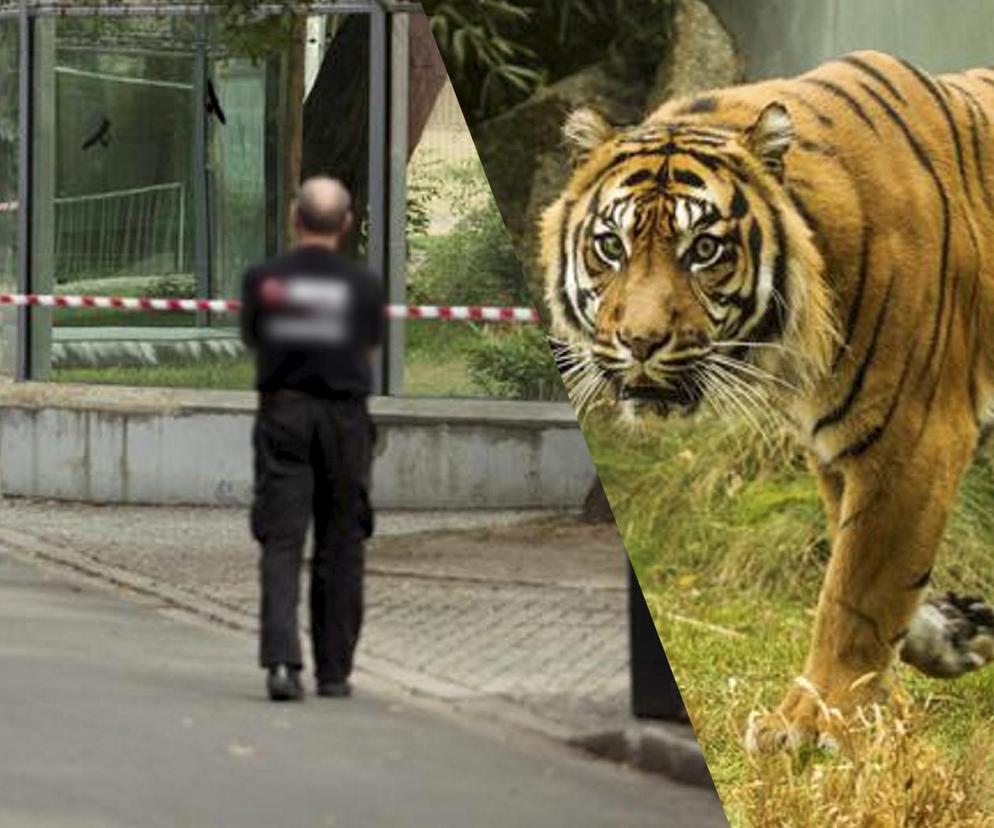 Tygrys rozszarpał swojego opiekuna. Wstrząsające okoliczności koszmaru w zoo 