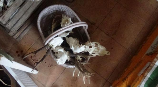 Schwytali kłusownika. W bagażniku miał martwe zwierzęta 