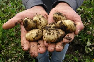Sensacyjne wyniki badań poznańskich naukowców. Odkryli wyjątkowe właściwości soku z ziemniaka!