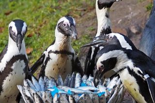 Najstarszy pingwin w Europie obchodził urodziny. Dostał wyjątkowy prezent od swoich opiekunów