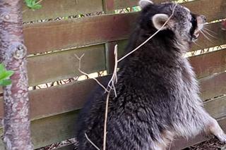 Mały szop wałęsał się po działkach w Kamieńczyku