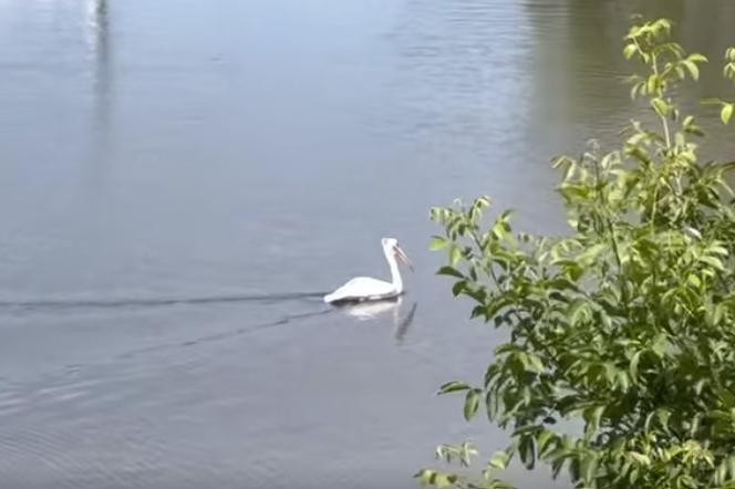 Brawurowa ucieczka pelikana z opolskiego zoo. W euforii zawędrował do Wrocławia [NAGRANIE]