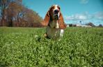 pies do bloku - basset