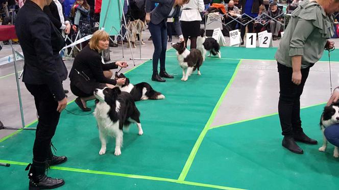 Tysiące psów i odwiedzających. II Międzynarodowa wystawa Psów Rasowych odbyła się w Bydgoszczy