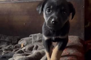 Dramatyczna interwencja DIOZ w Łódzkiem. Zwłoki psów, chore szczenięta schowane w tapczanie