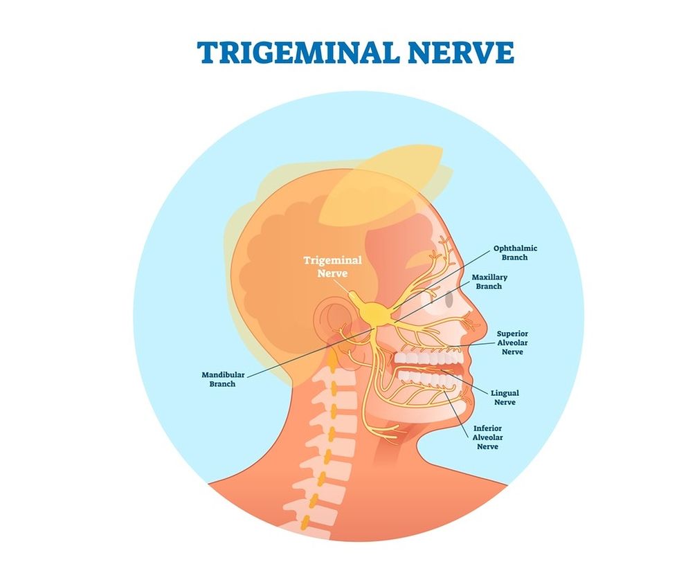 Nerw trójdzielny należy do nerwów czaszkowych.