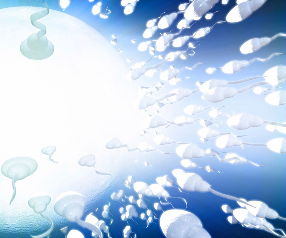 Jak powstają plemniki i jak wygląda zapłodnienie