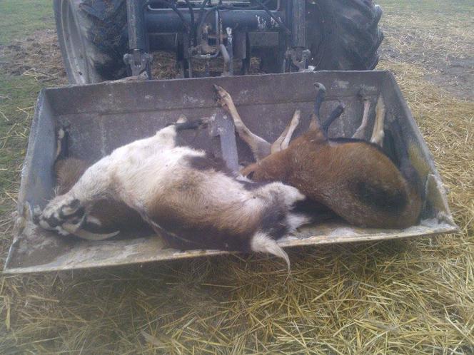 ŻYWEJ SZOPKI NIE BĘDZIE - ZEŻARŁY JĄ SZATAŃSKIE OGARY.