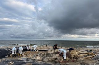 Ciało wieloryba ze Świnoujścia zostało zutylizowane, a jego szkielet trafi do muzeum