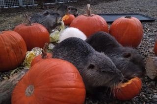 Nutrie w azylu w Zagrodzie 3 Siostry