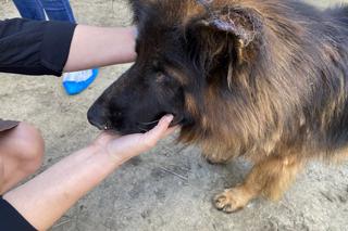 Oświęcim. Koran i Arisa nie dożyły ukarania okrutnego właściciela. Zgotował im piekło!