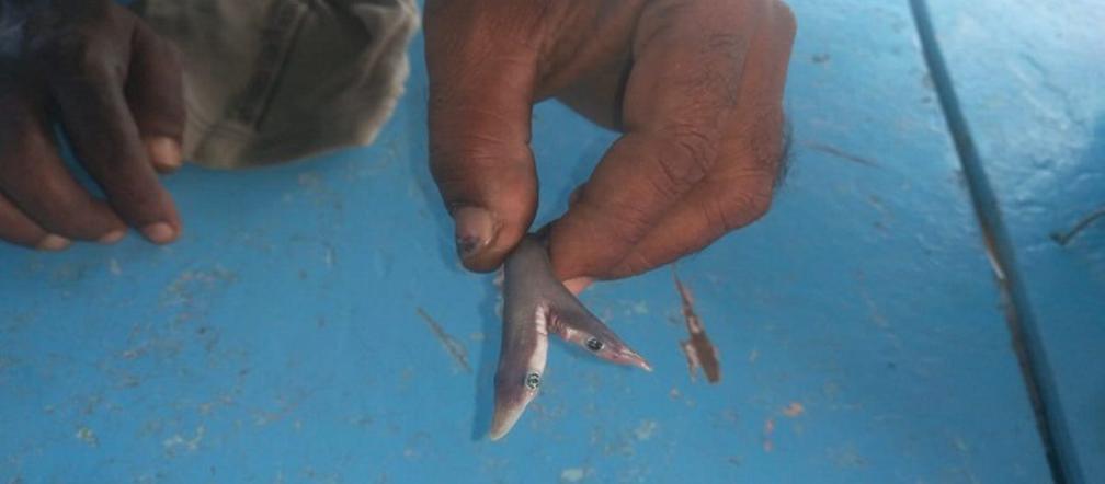 Dwuglowy rekin znaleziony w Indiach